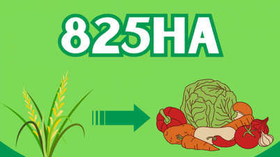 825ha - the area of ​​ineffective rice-growing land in the whole province has been converted to grow crops with higher economic value.