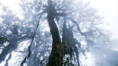 Erkunden Sie den alten Wald auf dem Gipfel des Tay Con Linh