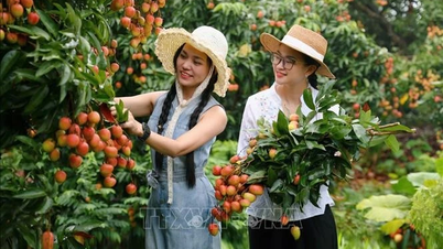 Hút khách du lịch mùa vải thiều