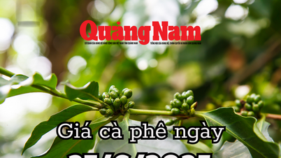 Giá cà phê hôm nay 27/6/2025: Đà hồi phục chậm, thị trường vẫn u ám