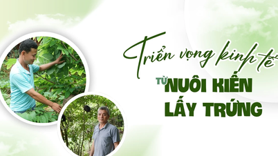 Triển vọng kinh tế từ nuôi kiến lấy trứng