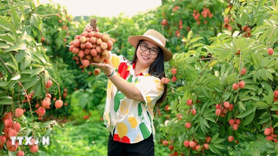Bắc Giang: Hút khách du lịch mùa vải thiều, định vị thương hiệu mùa Hè