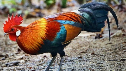 Die überraschendsten Fakten über vietnamesisches Bankivahuhn