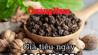 Giá tiêu hôm nay 28/6/2025 Bà Rịa, Đắk Lắk, và Đắk Nông đuổi sát nút