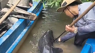 Giải cứu cá heo bị thương trên sông Gành Hào