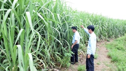 Cán bộ kỹ thuật Công ty Mía đường Sông Con cùng nông dân xuống đồng chăm sóc vùng nguyên liệu