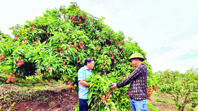 Enriquecerse con un cultivo limpio de lichis para exportar