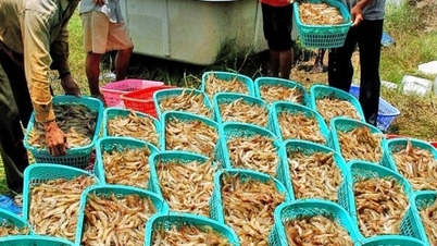 Tỉnh Cà Mau mới sẽ tạo thêm sức cạnh tranh cho thủ phủ tôm vùng ĐBSCL