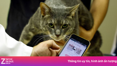 Mèo cũng bị trầm cảm, và AI đang giúp phát hiện điều đó
