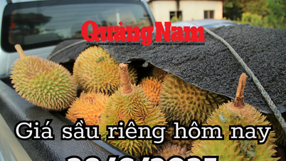 Giá sầu riêng hôm nay 28/6/2025: Đắk Lắk lật ngược thị trường bằng công nghệ mới