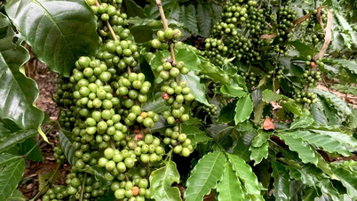 Giá cà phê Tây Nguyên tiếp tục tăng, tiệm cận mốc 95.000 đồng/kg