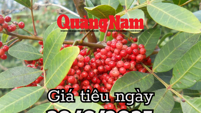 Tin tức, dự báo giá tiêu ngày mai 29/6/2025 đồng loạt tăng, khu vực chạm ngưỡng vàng