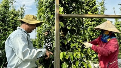 Giá tiêu hôm nay 28/6/2025: Tăng nhẹ rải rác