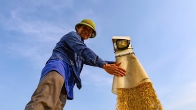 Оглядываясь назад на самый урожайный урожай риса в Хайзыонге за последние 13 лет