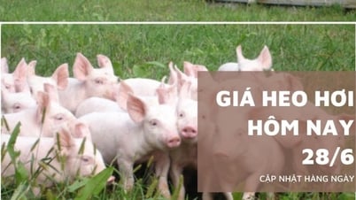 Giá heo hơi hôm nay 28/6: Giảm nhẹ 1.000 đồng/kg tại miền Nam