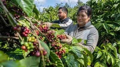 Giá cà phê hôm nay 29/6/2025: Tiếp đà tăng nhẹ