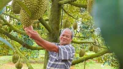 Hình ảnh nông dân Bà Rịa - Vũng Tàu tất bật thu hoạch sầu riêng xuất khẩu đi Trung Quốc
