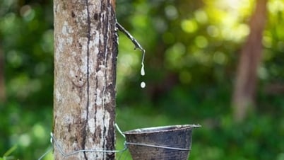 6月29日のゴム価格：日本での価格は引き続き上昇
