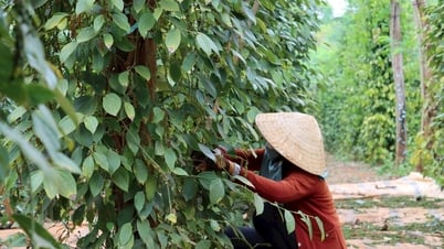 Giá tiêu hôm nay 29/6/2025: Tăng mạnh kỷ lục