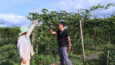 Promoting the development of cooperatives in ethnic minority areas