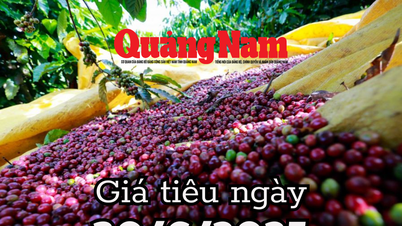 Tin tức, dự báo giá tiêu ngày mai 30/6/2025 lộ diện vùng xanh giá tiêu