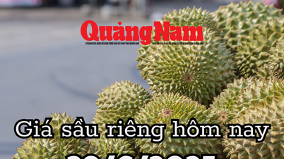 Giá sầu riêng hôm nay 29/6/2025 lại rớt giá, nông dân tiến thoái lưỡng nan