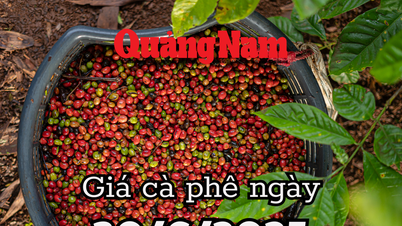 Tin tức, dự báo giá cà phê ngày mai 30/6/2025 thời điểm vàng để quyết định