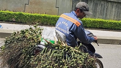 Vì sao Việt Nam tăng mạnh việc nhập khẩu cau?