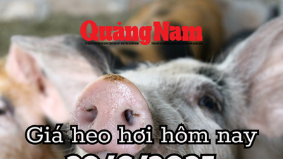 Giá heo hơi hôm nay 29/6/2025: Giá heo miền Nam tiếp tục bốc hơi sau khi mất đỉnh