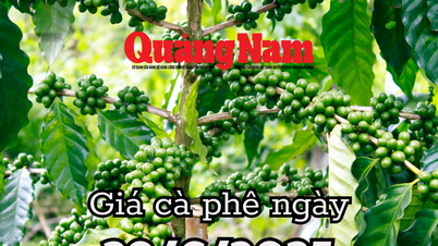 Giá cà phê hôm nay 29/6/2025: Gia Lai đuổi sát nút Đắk Lắk và Đắk Nông