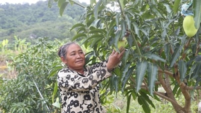 Xã Sơn Tân: Cú hích từ chuyển đổi cây trồng