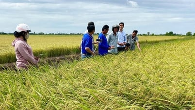 Focus on implementing the Project of 1 million hectares of high-quality, low-emission rice