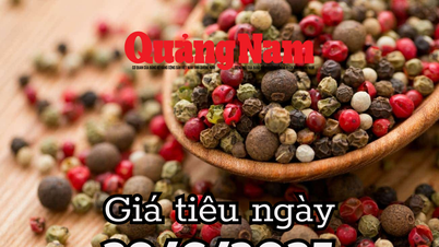 Giá tiêu hôm nay 29/6/2025 Đắc Lắk, Đắk Nông và Bà Rịa vẫn ở top đỉnh giá
