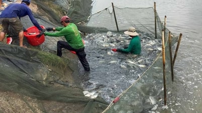 Cơ hội từ cá rô phi