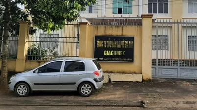 Thanh tra toàn diện Công ty một thành viên Cà phê Gia Lai