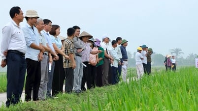 Sáp nhập xã, hợp tác xã dịch vụ nông nghiệp hoạt động thế nào?