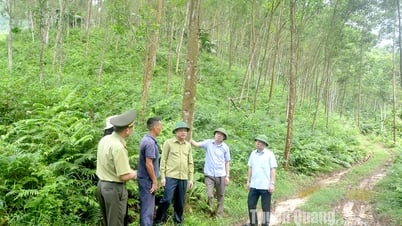 Tăng sức cạnh tranh từ rừng FSC