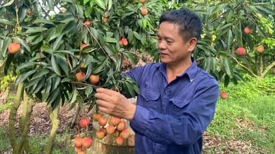 La nueva variedad de lichi del Sr. Pham Van Giang (Thanh Ha) se vende a 150.000 VND/kg.