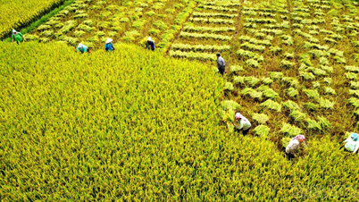 Nông dân vượt nắng nóng thu hoạch lúa xuân
