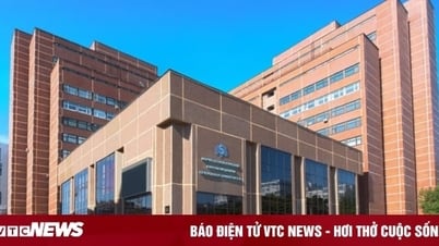 Phó giáo sư trẻ điều hành thị trường đạo văn toàn cầu, dựng chỉ số học thuật