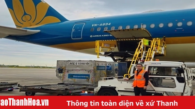 Vải thiều tươi Việt Nam mùa vụ 2025 có mặt tại thị trường Pháp