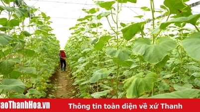 Tăng cường quản lý, bảo vệ tài nguyên đất và xử lý nghiêm các hành vi hủy hoại đất 