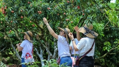 Phát triển du lịch trải nghiệm “Vải thiều Lục Ngạn - Tinh hoa trái cây Việt"