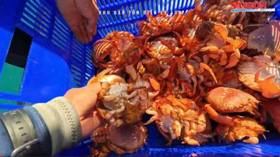 Thả 35 cá thể cua huỳnh đế mang trứng về khu phục hồi sinh thái đảo Lý Sơn