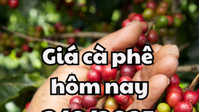 Giá cà phê hôm nay 3/6/2025 chững lại ở trong nước và quốc tế