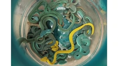 Un passager a caché plus de 40 serpents dans ses bagages enregistrés à bord d'un avion, dont des serpents venimeux.