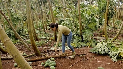 Mưa liên tục khiến lúa, cây ăn trái gãy đổ, hư hại