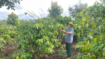 La région de Dak Nong, frappée par la sécheresse, fait revivre ses vergers