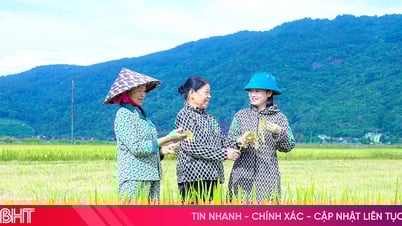 Vụ xuân thắng lợi, tạo đà cho tăng trưởng nông nghiệp Hà Tĩnh