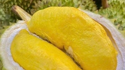 9 biện pháp thúc đẩy xuất khẩu sầu riêng